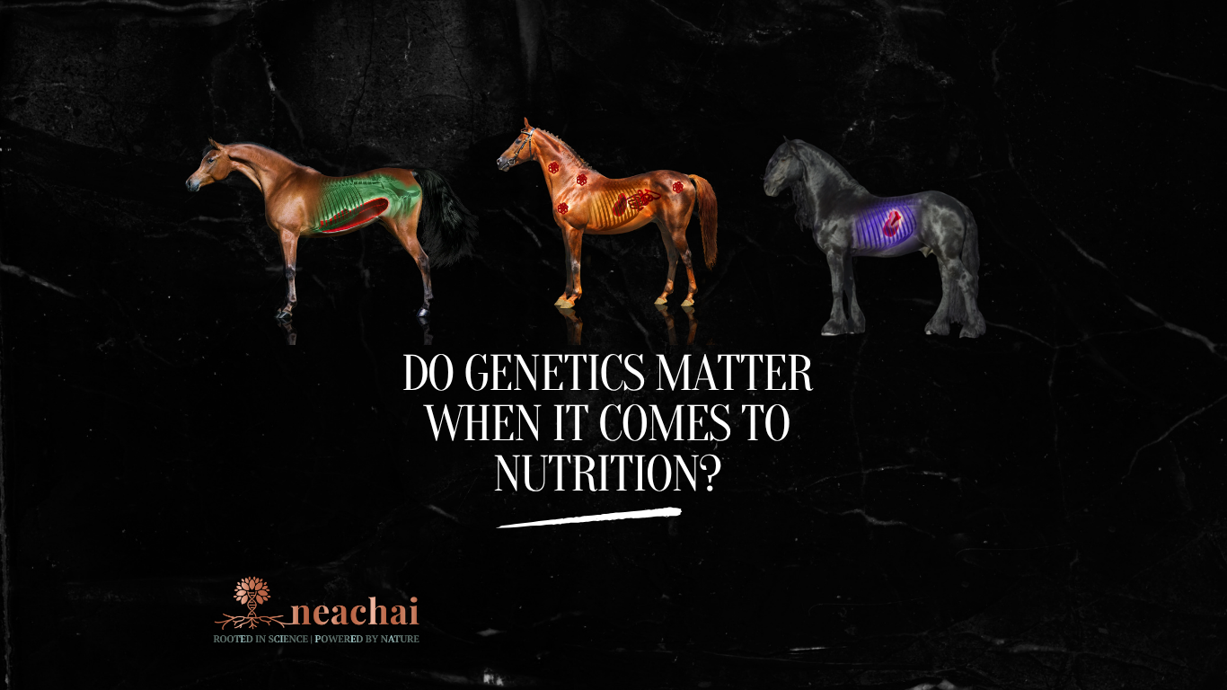Do genetics matter when it comes to equine nutrition?
