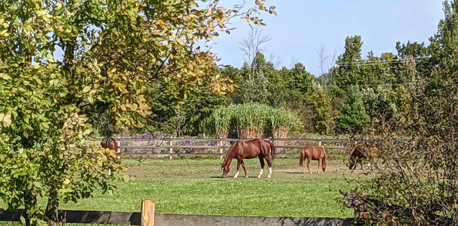 neachai-equine-ayurveda-2237.myshopify.com image